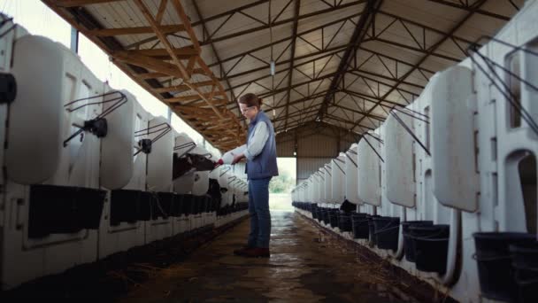 Livestock worker feeding calf at cowshed. Animal care at dairy production farm — Vídeos de Stock