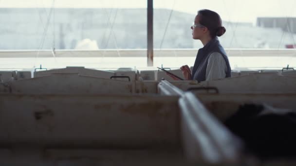 Animal farmer holding tablet computer inspecting cattle in cowshed feedlots. — Video