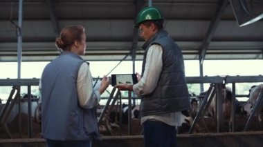 Hayvan çiftçileri beslenme alanlarında tablet bilgisayar kullanıyorlar. Çiftlik hayvanları işçileri inekleri denetliyor.