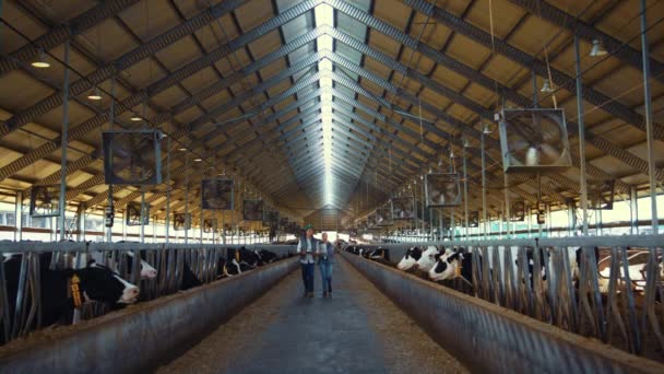 Pracownicy zajmujący się hodowlą zwierząt. krowy Holstein jedzące w paszach. — Wideo stockowe