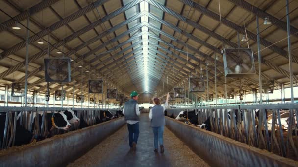 Two farmers walking cowshed aisle rear view. Dairy farm professionals at work. — Stok Video