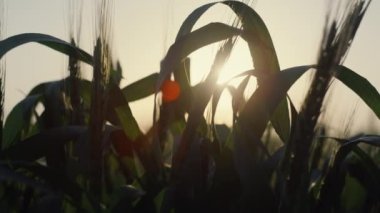 Unripe wheat harvest growing field on sunset closeup. Sunbeams on cereal foliage