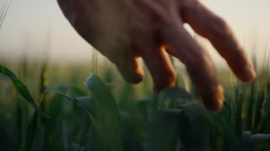 Çiftçi eli buğday dikenlerine dokunuyor. Adam olgunlaşmamış tarlaları kontrol ediyor.