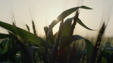 Yakından çiftçi eli, olgunlaşmamış dikenlerin üzerinden geçiyor. Agronomist hasatı kontrol ediyor.