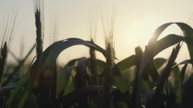 Calm view wheat spikelets ripening on sunset close up. Unripe ears on sunlight.