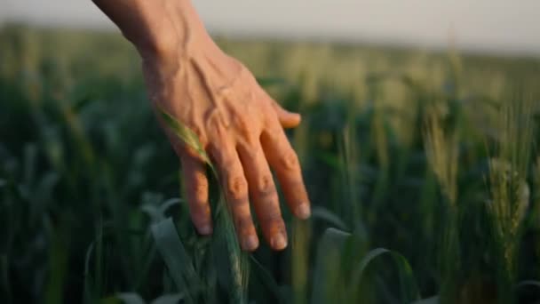 Agrónomo mano ejecutar espiguillas campo de trigo de cerca. Campos agrícolas al atardecer. — Vídeo de stock