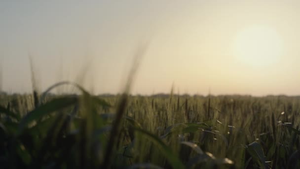 Piękny widok zbiorów pszenicy na wschód słońca. Uprawy zbóż pole uprawne. — Wideo stockowe
