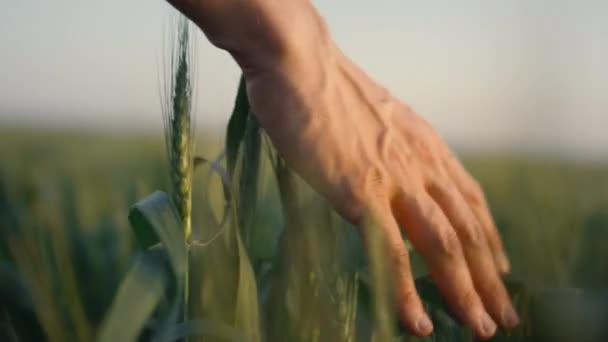 Worker hand touch wheat ears closeup. Farmer walk agricultural field on sunset. — Stock videók