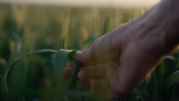 Mão de perto segurando espigueta de trigo no nascer do sol close-up verificando a qualidade das culturas. — Vídeo de Stock