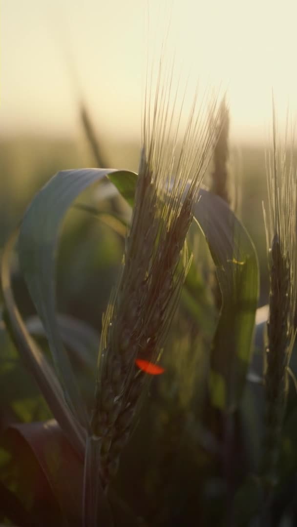 Green wheat spikelets morning sunlight closeup. Unripe ears growing on field. — Stockvideo