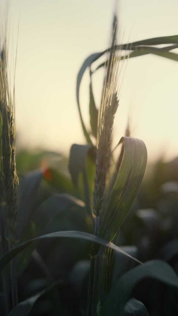 Éretlen búza fülek naplemente közelkép. Függőleges nézet mezőgazdasági területen este. — Stock videók