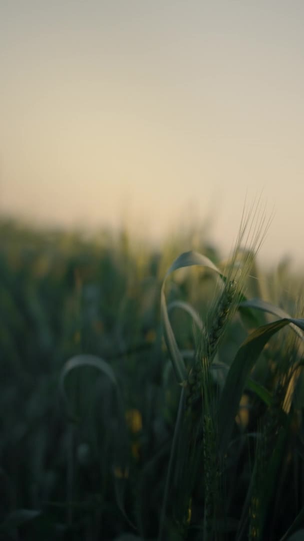 Vertical view green field with unripe wheat spikelets on sunrise close up. — Stockvideo