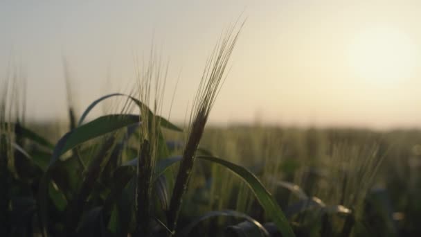 Puesta de sol hermoso campo de trigo. La luz del sol brilla en espiguillas inmaduras de cerca. — Vídeos de Stock