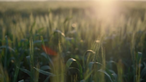Soft sunset wheat field summer time closeup. Green spikelet spikes on sunlight — Stockvideo