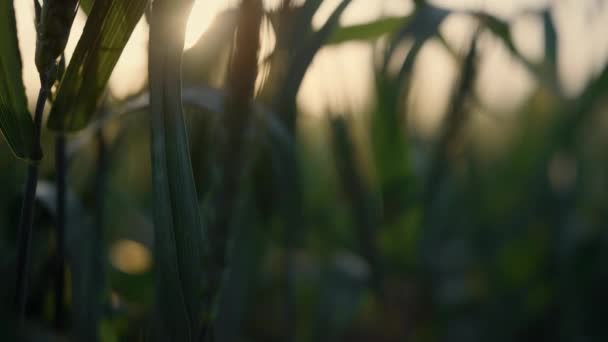 Tarwe bladeren onrijpe spikeletten bij zonsondergang licht close-up. Landbouwconcept — Stockvideo