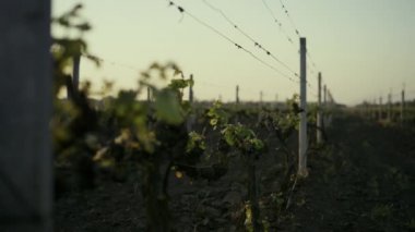 Young grape seedlings growing vine plantation on sunrise. Rows grapevine bushes.