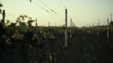 Rows grapevine grow plowed ground evening. Grape seedlings on vine plantation. 