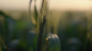 Ripening spikelet growing field on sunset close up. Wheat ear in evening light. 