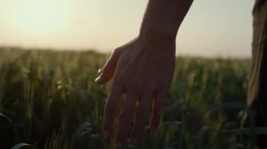 Farmer walking wheat field in sunset close up. Man checking harvest evening time