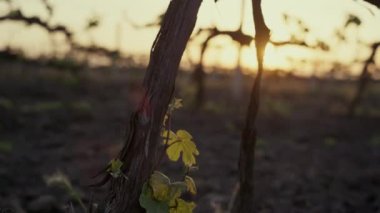 Dry trunk grape vine on sunrise close up. Young grapevine bushes on sunlight.