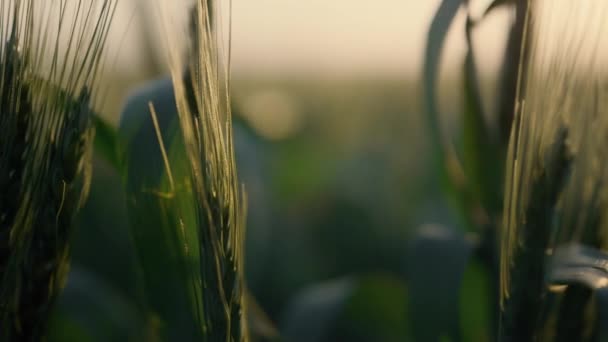 Pšeničné uši houpající se větrem. Zelené hroty úponků při západu slunce. — Stock video
