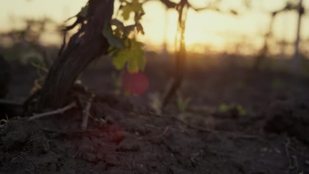 Dry grapevine growing soil at sunset close up. Large vine in plowed ground. — Stockvideo
