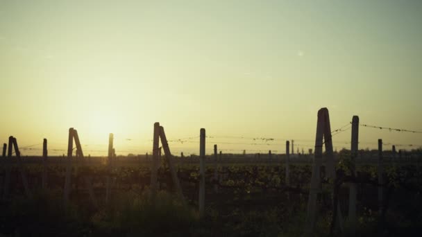 夏天美丽的落日葡萄种植园.葡萄园上方的黄天. — 图库视频影像