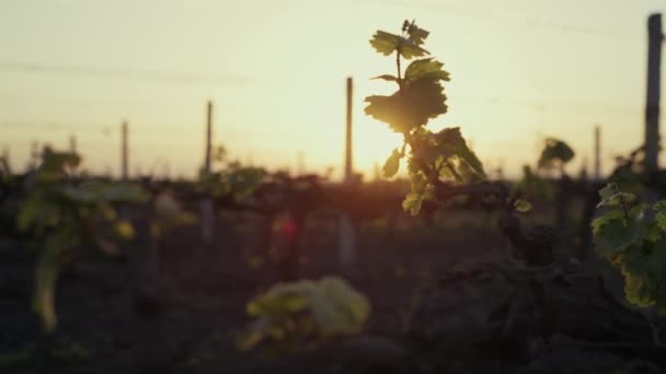 Green grape leaves on sunrise close up. Vine plantation on soft sunlight. — Stockvideo