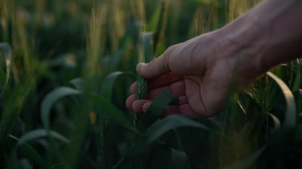 Чоловік торкається поля пшениці крупним планом. Фермер перевіряє врожай на заході сонця . — стокове відео