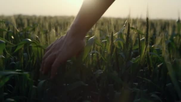 Agrarian hand running wheat ears close up. Farmer check cereal crop at sunset. — ストック動画