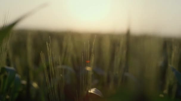 Ripening cereal crops closeup at sunrise. Green wheat field swaying wind. — Vídeo de stock