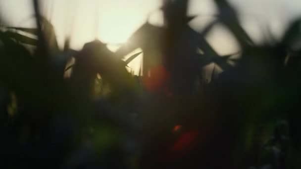 Closeup green wheat leaves grow field on sunset. View ripening spikelets. — Video