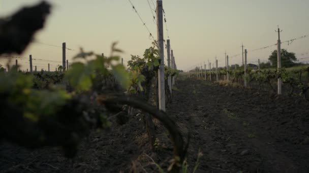 Young grape seedlings vineyard closeup. Grapevine plantation on evening. — Stock Video