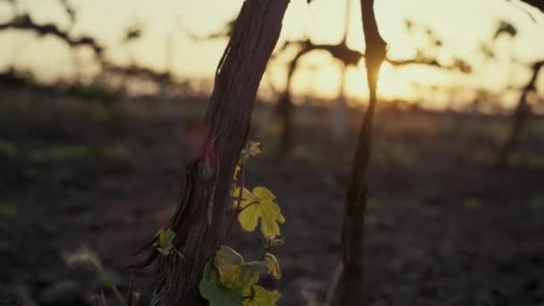 Uva seca de tronco en la salida del sol de cerca. Jóvenes arbustos de vid a la luz del sol. — Vídeos de Stock
