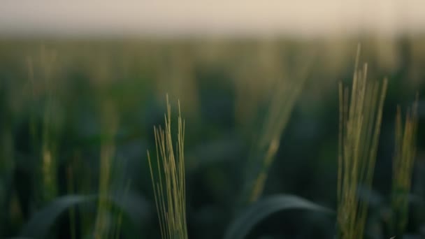 Польові зелені шипи пшениці на сході сонця. Вирощування зернових на сільськогосподарських угіддях крупним планом . — стокове відео