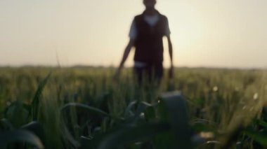 Farmer walking wheat field checking crop on sunset. Close up green spikelets.