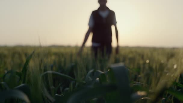 Farmář chodí po pšeničném poli a kontroluje úrodu při západu slunce. Zavřít zelené hroty. — Stock video
