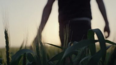 Güneşin doğuşunda buğday tarlasında yürüyen adam. Çiftçinin eli kulağında.