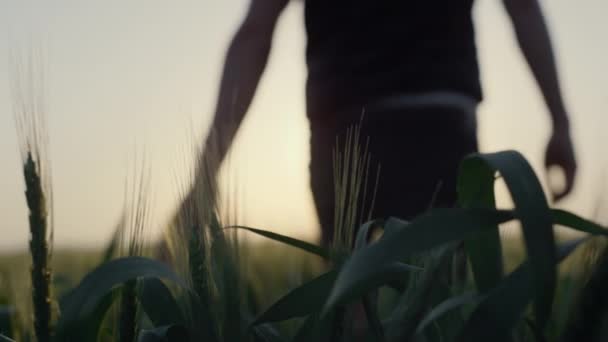 Back view man walking wheat field on sunrise. Farmer running hand over ears. — Video Stock