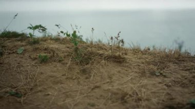 Closeup woman feet standing tophill. Unknown barefoot girl stop on dry grass.