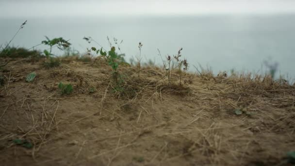 丘の上に女性の足を閉じます。知らない裸足の女の子停止上の乾燥した草. — ストック動画