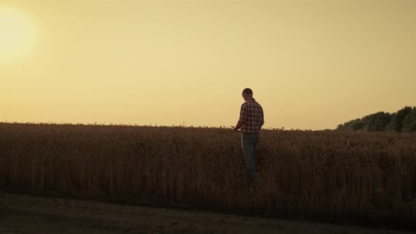 Farmer silhouette examine crop at autumn golden sunset. Rural landscape view. — Video Stock