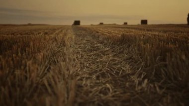 Altın sonbahar günbatımında saman yığını tarlası manzarası. Yürüyen çiftçi manzarası.