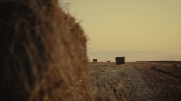 Búza mező szénabálákkal az arany naplemente tanyán. Vidéki tájkép. — Stock videók