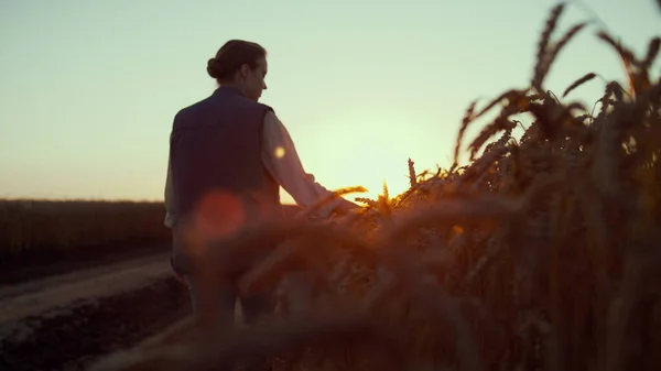 Silhouette farmer touching wheat spikelets. Beautiful rural landscape at sunset. — Stock Photo, Image