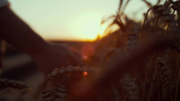 日没のクローズアップで小麦のスパイクに触れる農家の手。穀物収穫畑の眺め — ストック写真