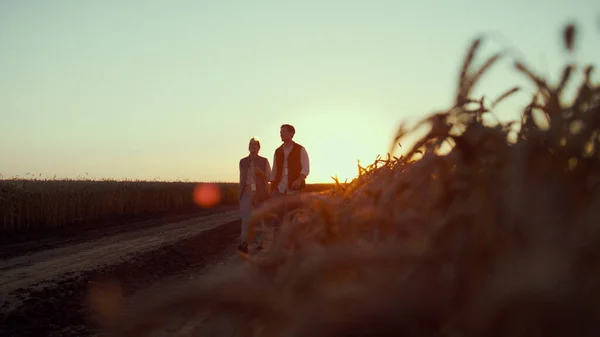Γεωπόνος περπατώντας στο χωράφι με το σιτάρι στο ηλιοβασίλεμα μαζί. Οι ιδιοκτήτες εκμεταλλεύσεων επιθεωρούν την καλλιέργεια. — Φωτογραφία Αρχείου