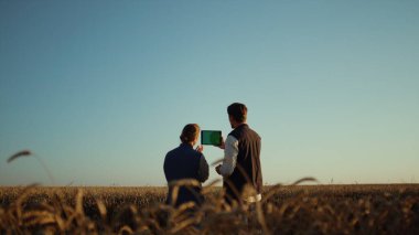 Tarım işçileri bilgisayarlarını tutmuş ekili buğday hasadını inceliyorlar..