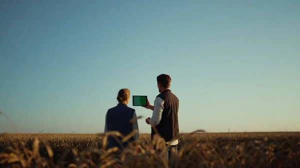 농부들은 밀밭에서 동료들 과 온라인으로 의사소통을 하기 위해 패드 컴퓨터를 사용 한다 — 스톡 사진