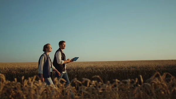 Dva zemědělci kontrolují sklizeň pšenice ve zlatém slunečním světle. Pohled na krajinu venkova. — Stock fotografie